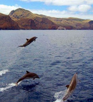 Dolphin Watching On St Helena Dolphin Watching On St Helena