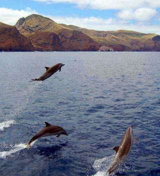 Dolphin Watching On St Helena
