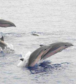 Dolphins Swimming Dolphins Swimming