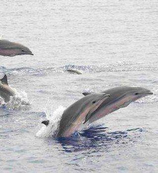 Dolphins Swimming