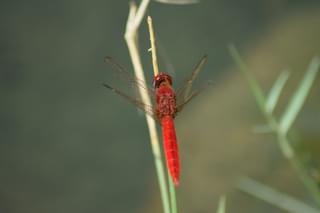 Dragonfly Rufiji