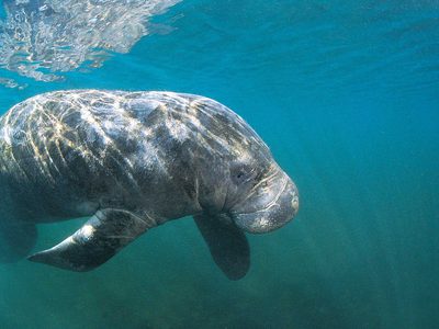 Dugong Spotting At Azura Benguerra Island