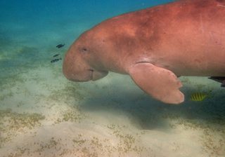 Dugong Dugong