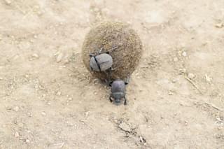 Dung Beetles Serengeti