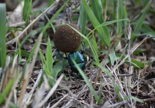 Dung Beetle At Saruni Mara Warrior Academy Dung Beetle At Saruni Mara Warrior Academy