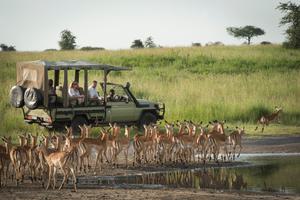 Dunia Camp Game Drive Dunia Camp Game Drive