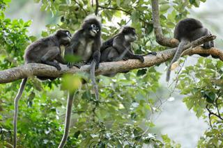 Dusky Leaf Monkeys Malaysia