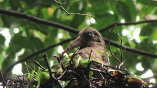 Dwarf Ibis Nesting Close Up Lavinia Burnham Dwarf Ibis Nesting Close Up Lavinia Burnham