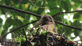 Dwarf Ibis Nesting Close Up Lavinia Burnham