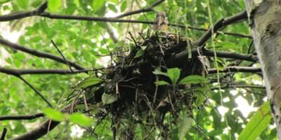 Dwarf Ibis Nesting Lavinia Burnham