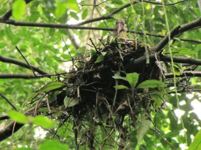 Dwarf Ibis Nesting Lavinia Burnham