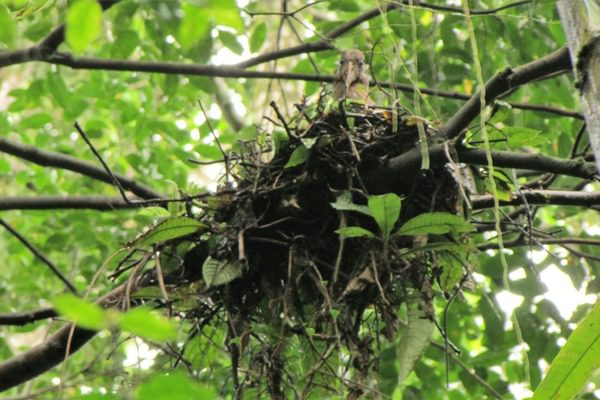 Dwarf Ibis Nesting Lavinia Burnham Dwarf Ibis Nesting Lavinia Burnham