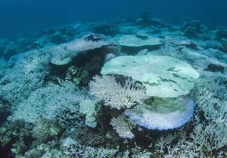 Dying Coral Dying Coral