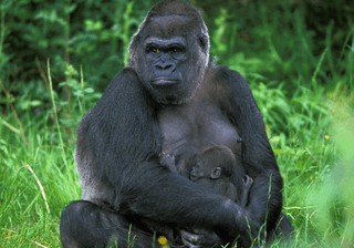 Eastern Lowland Gorilla gorilla gorilla graueri Mother and young Canva Pro Eastern Lowland Gorilla gorilla gorilla graueri Mother and young Canva Pro