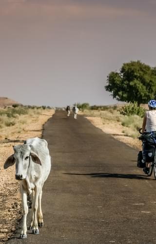Easy Cycling In Rajasthan