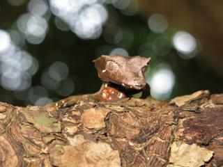 Ebene Leaf Tailed Gecko - Toky Andriamora