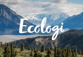 Ecologi Brand 1x1 07