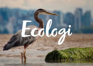 Ecologi Brand Crane Ecologi Brand Crane