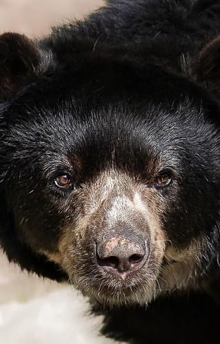 Ecuador Spectacled Andean bear