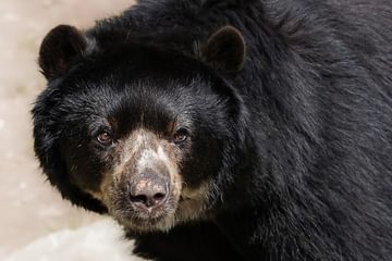 Ecuador Spectacled Andean bear Ecuador Spectacled Andean bear