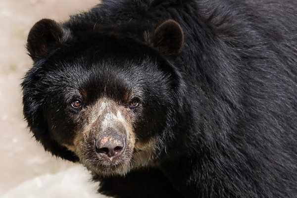 Ecuador Spectacled Andean bear Ecuador Spectacled Andean bear