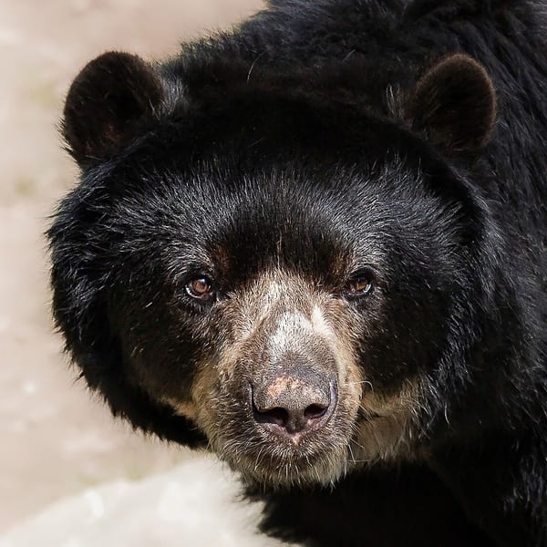 Ecuador Spectacled Andean bear
