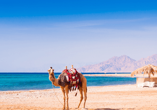 Egypt Red sea day Camel Canva Pro Egypt Red sea day Camel Canva Pro