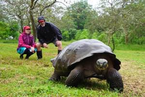 El Chato Galapagos Tortoise