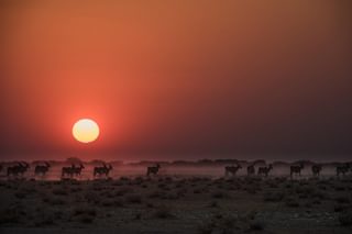 Eland Sunset Eland Sunset