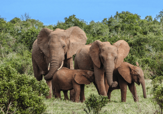 Elephant Family in South Africa Canva Pro Elephant Family in South Africa Canva Pro