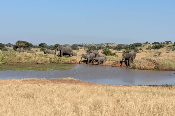 Elephant Safari Tanzania Elephant Safari Tanzania