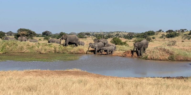 Elephant Safari Tanzania Elephant Safari Tanzania