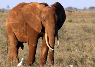Elephant Tsavo Kenya