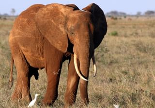 Elephant Tsavo Kenya Elephant Tsavo Kenya