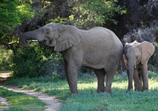 Elephant and calf at Karoo lodge Samara Reserve min