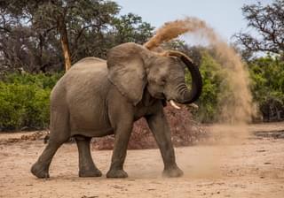 Elephant bathing in Namibia min