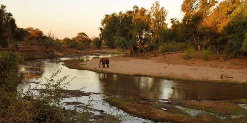Elephant by River Kruger National Park Elephant by River Kruger National Park