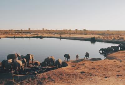 Elephant Drinking In Hwange National Park