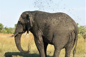 Elephant Dust Bath