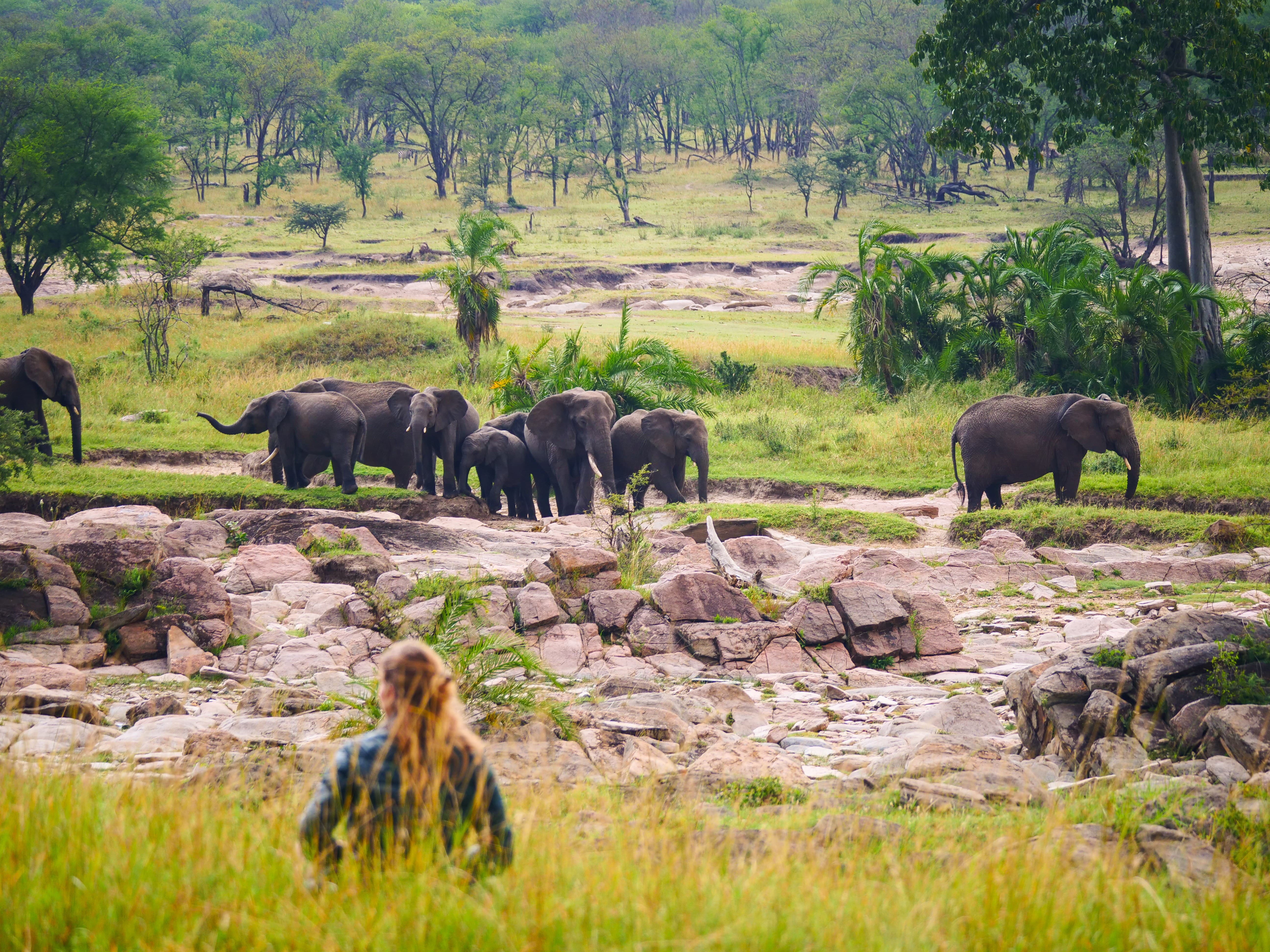 Elephant-encounters-from-Kogatende-Green-Camp.jpg#asset:116558
