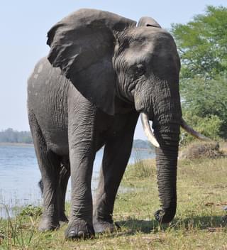 Elephant In Liwonde