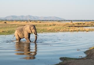 Elephant In Mana Pools