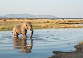 Elephant In Mana Pools Elephant In Mana Pools