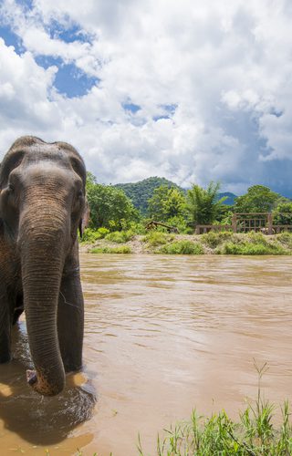 Elephant In Periyar National Park