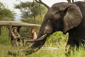 Elephant In  Tarangire  National  Park