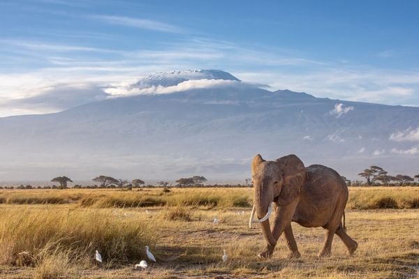 Elephant in front of Mt Kilimanjaro Tanzania Elephant in front of Mt Kilimanjaro Tanzania