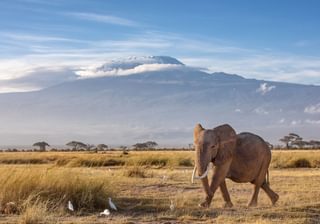 Elephant in front of Mt Kilimanjaro Tanzania Elephant in front of Mt Kilimanjaro Tanzania