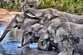 Elephant Sightings On Leo Houldings Family Adventure In Botswana