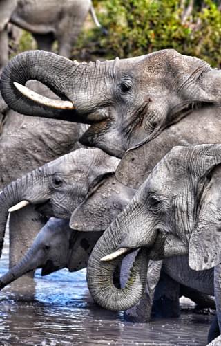 Elephant Sightings On  Leo  Houldings Family Adventure In  Botswana