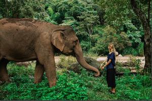 Elephant visit Thailand
